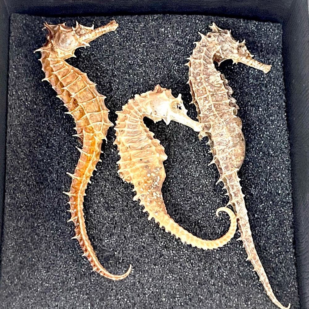 Very Rare/Dried Specimen Real Seahorses